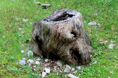 Büyük eski kesilmiş ağaç kütüğü kesilmemiş çim ve kayalar arasında birden fazla delik kaldı