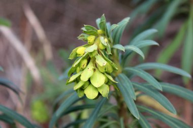 Irlanda veya Shellflower veya Moluccella laevis çan soğuk kış gününde arka planda koyu yeşil yaprakları ile çiçek kapalı