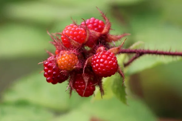 포도주 Rubus 페니키아 라즈베리 포도주 완전히 라즈베리 배경에 뾰족한 가시와 — 스톡 사진