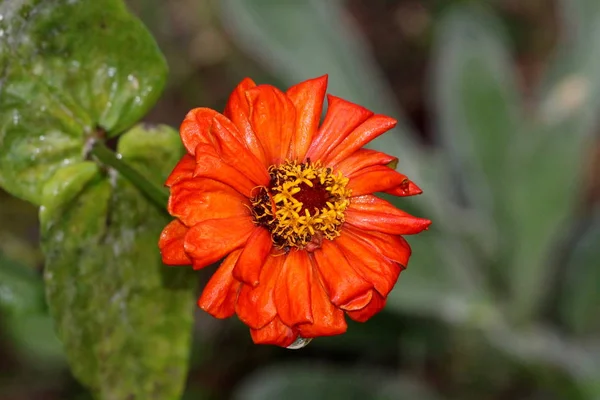 Petali Arancioni Bellissimo Fiore Zinnia Con Centro Giallo Che Inizia — Foto Stock