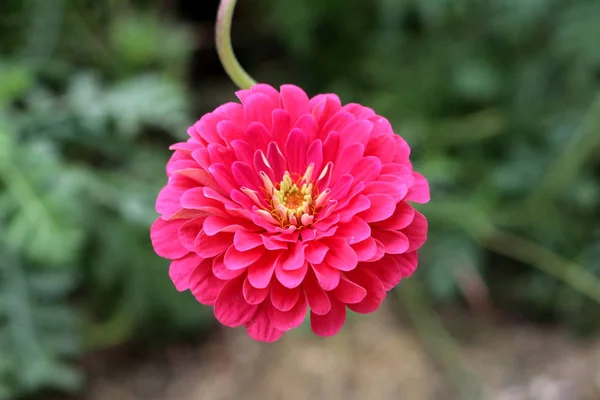 Perfekt Symmetrische Zinnia Blume Mit Vollständig Offenen Mehrschichtigen Rosa Blütenblättern — Stockfoto