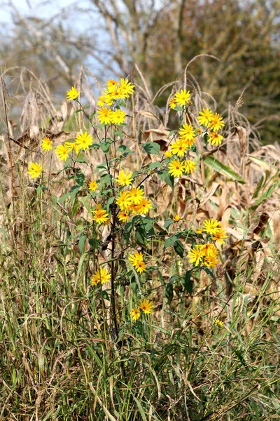 Single Jeruzalem Artisjok Helianthus Tuberosus Sunroot Sunchoke Aarde Appel Kruidachtige — Stockfoto