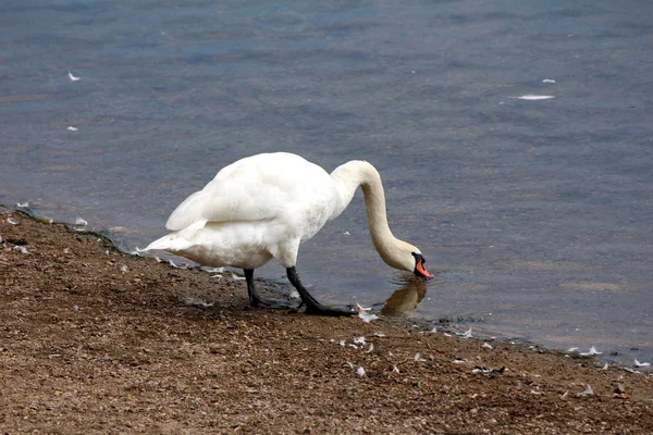 Белый Лебедь Стоящий Берегу Реки Питьевая Вода Окруженная Гравием Упавшими — стоковое фото