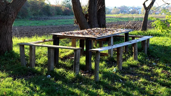 Wooden, heavily used table with four smaller benches covered in fallen autumn leaves in high uncut grass under shade of old mighty trees