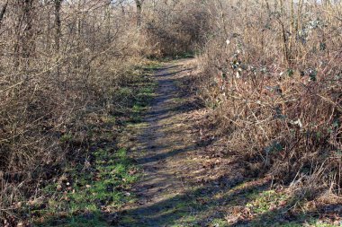 Yaprakları, yeşil çim ve soğuk kış gününde her iki tarafta yaprakları olmadan kurutulmuş yoğun bitki örtüsü ile tamamen büyümüş çamurlu orman izi
