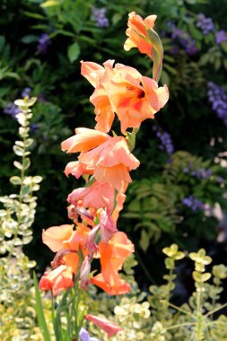 Sıcak güneşli bir gün arka planda diğer bitkiler ve ağaçlardan yeşil yaprakları ile çevrili koyu turuncu çiçekler için kılıç şekli büyük ışık ile gladiolus veya kılıç zambak çok yıllık kormous çiçekli bitki
