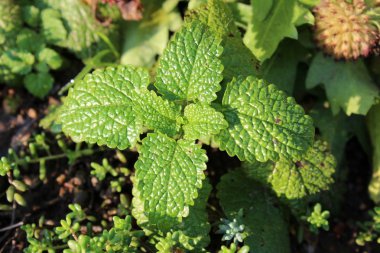 Yerel bahçede büyüyen kalın yeşil kösele yaprakları ile limon Balm veya Melissa officinalis veya ortak Balm veya Balm nane çok yıllık herbase bitki