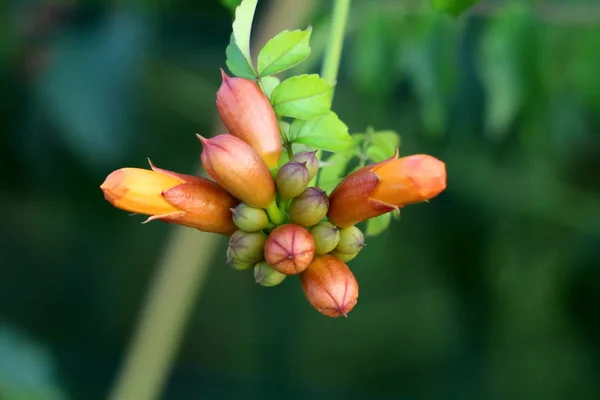 完全に閉じられたトランペットのつるまたは Campsis Radicans またはトランペットのクリーパーまたは牛のかゆみのつるまたはハチドリの蔓のつる植物ターミナル Cymes はちょうど出始め 緑の葉の背景に開いている — ストック写真