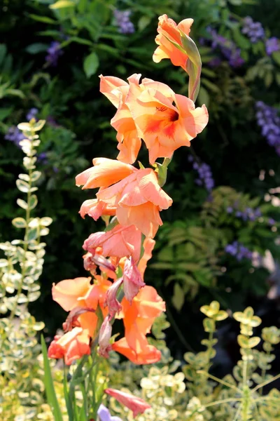 Sıcak güneşli bir gün arka planda diğer bitkiler ve ağaçlardan yeşil yaprakları ile çevrili koyu turuncu çiçekler için kılıç şekli büyük ışık ile gladiolus veya kılıç zambak çok yıllık kormous çiçekli bitki