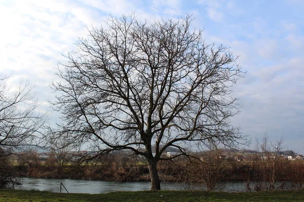 Großer Mächtiger Baum Völlig Ohne Blätter Flussufer Mit Grünem Gras — Stockfoto