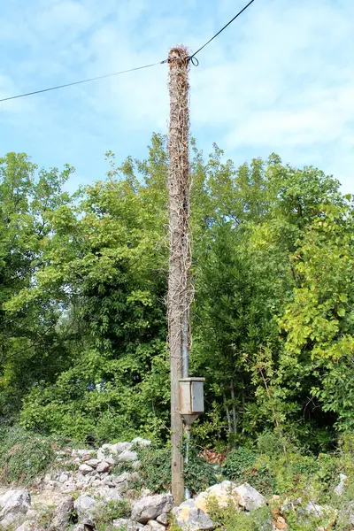 Houten Elektrische Utility Pole Volledig Overwoekerd Met Droge Kruippakje Plant — Stockfoto