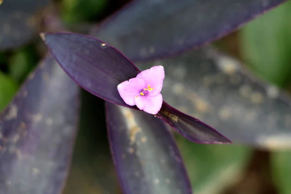 Purple heart or Tradescantia pallida or Wandering jew or Walking jew or Purple secretia or Purple queen evergreen perennial plant with elongated pointed dark purple leaves and single three petaled light pink flower in middle planted in local garden