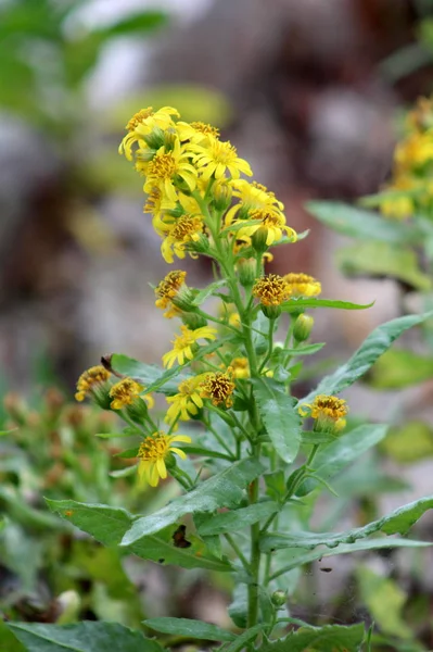 Solidago chamomilla veya birden fazla Bubs ile Avrupa Goldenrod veya Woundwort sarı çiçek, açık ve yeşil yaprakları arka plan ile çiçeklenme çiçekler