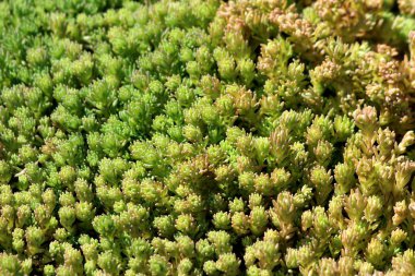 Yoğun dikilen Sedum veya Stonecrop hardy lezzetli zemin kapağı kalın sulu yaprakları ve etli sapları sıcak güneşli bahar gününde yerel bahçede büyüyen çok yıllık yeşil bitki yapılmış arka plan dokusu