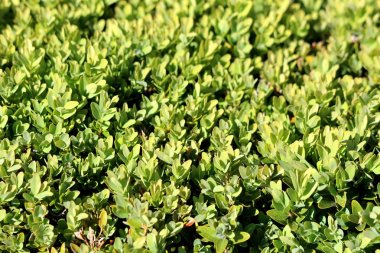 Hedge veya Hedgerow üzerinde açık yeşil yaprakların Arka plan doku yakından sıcak güneşli bahar gününde yerel bahçede yoğun dikilen çalılar aralıklı