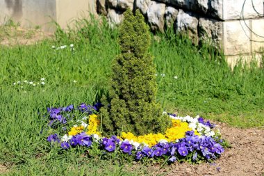 Mavi beyaz ve sarı Wild pansy veya Viola tricolor veya Johnny atlamak veya Heartsease veya Hearts kolaylığı veya Hearts zevk veya Gıdıklamak benim fantezi veya Jack atlamak ve beni öpmek ya da gel ve bana sarılmak ya da bir başlık ya da Aşk aylaklık küçük yabani çiçekler