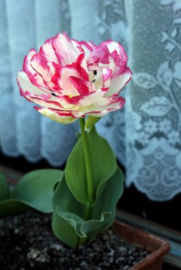 Sıcak güneşli bahar gününde pencere üzerinde çiçek saksı ekili kırmızı kenarları ile büyük çiçek baş ve iki renkli beyaz yaprakları ile renkli lale