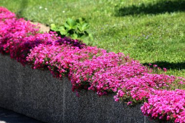 Sürünen phlox veya Phlox stolonifera veya Moss phlox otsu otsu çok yıllık bitki sıcak güneşli bahar gününde taze kesilmiş çim ile çevrili beton duvarın kenarında sürünen bitki olarak büyüyen