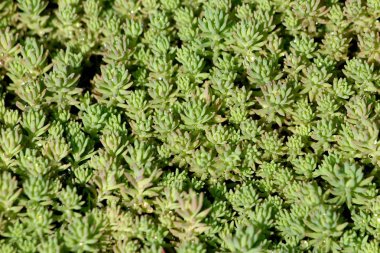 Yoğun dikilen Sedum veya Stonecrop hardy lezzetli zemin kapağı çok yıllık yeşil bitki arka plan doku kalın sulu yaprakları ve etli sapları sıcak bahar gününde yerel bahçede büyüyen yağmur damlaları ile kaplı