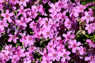 Densely planted Creeping phlox or Phlox stolonifera or Moss phlox herbaceous stoloniferous perennial plant growing as hedge in local garden on warm sunny spring day clipart