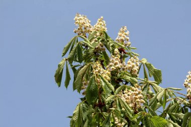 Tatlı kestane veya Castanea sativa veya İspanyol kestane veya Portekizce kestane veya Marron dikdörtgen lanceolate kalın dişli yaprakları ve açık mavi gökyüzü arka plan üzerinde yoğun küçük beyaz çiçekler ile önemli uzun ömürlü yaprak döken ağaç