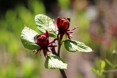 Sweetshrub veya Calycanthus yaprak döken çalı çiçekli bitki iki koyu kırmızı açık çiçekler sıcak güneşli bahar gününde yerel bahçede açık yeşil yaprakları ile çevrili