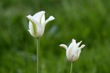 Yeşil çizgili iki beyaz laleler açık ve açık yeşil arka plan üzerinde çiçek sıcak güneşli bahar gününde yerel bahçede dikilen başlayan