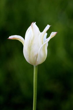 Yeşil çizgili beyaz lale açmaya ve açmaya başlıyor. Ilık bahar gününde yeşil çimlerle çevrili.