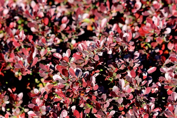 Background Texture Dark Red Leaves Hedge Hedgerow Closely Spaced Densely — Stock Photo, Image