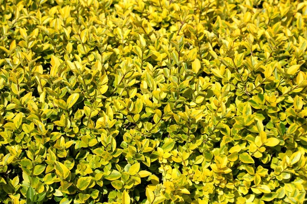 Background Texture Yellow Light Green Leaves Hedge Hedgerow Closely Spaced — Stock Photo, Image