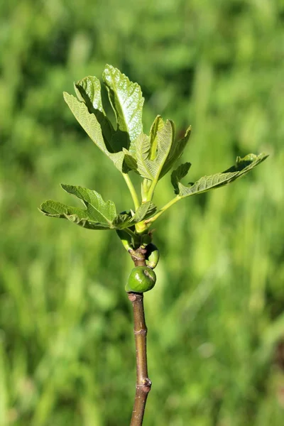 Branch Fig Tree Ficus Carica Common Fig Small Fresh Figs — Stock Photo, Image