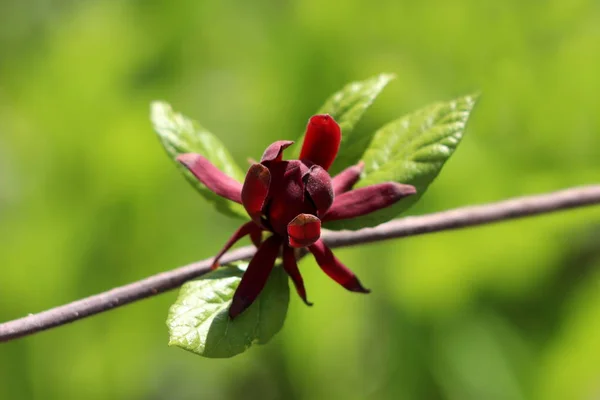 暖かい晴れた春の日に地元の庭で薄緑色の葉に囲まれた単一の暗い赤い開いた花を持つSweetshrubまたはカリカンサス落葉低木開花植物の枝 — ストック写真