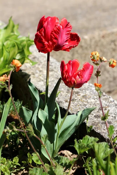 Bright red with small yellow details jagged tulips surrounded with dark green leaves and other flowers in local garden next to concrete steps on warm sunny spring day