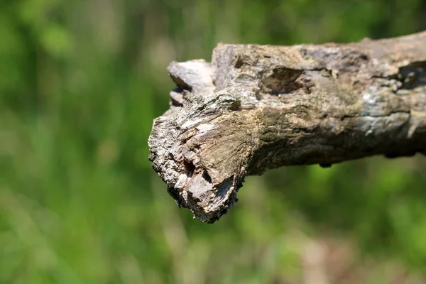 Borde Irregular Tronco Árbol Viejo Roto Rodeado Hojas Verdes Jardín — Foto de Stock