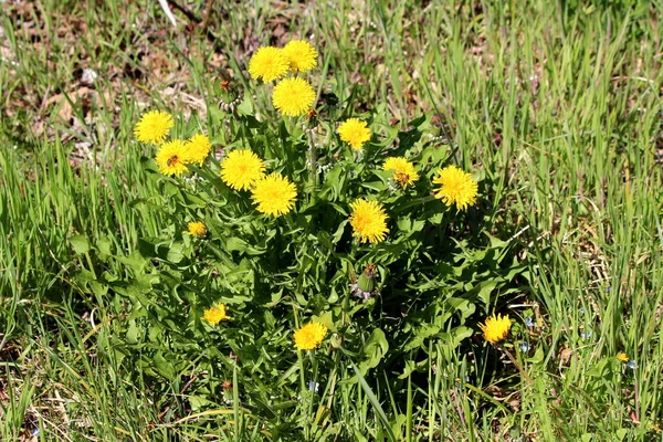 Bos Van Paardebloem Taraxacum Gesloten Open Bloeiende Gele Bloemen Omgeven — Stockfoto