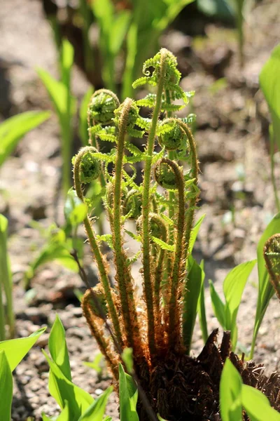 在温暖阳光明媚的春日 从小到全生长的Fern血管植物 与当地花园的其他植物相包围 — 图库照片