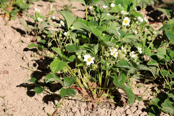 Πυκνά Φυτευμένο Φυτό Φράουλα Κήπο Φράουλα Αγνά Λευκά Λουλούδια Που — Φωτογραφία Αρχείου