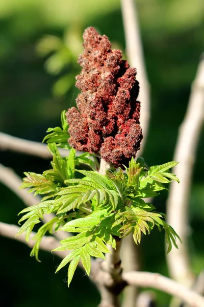 Свежие Зеленые Листья Staghorn Sumac Тифина Обыкновенная Листопад Темно Красным — стоковое фото