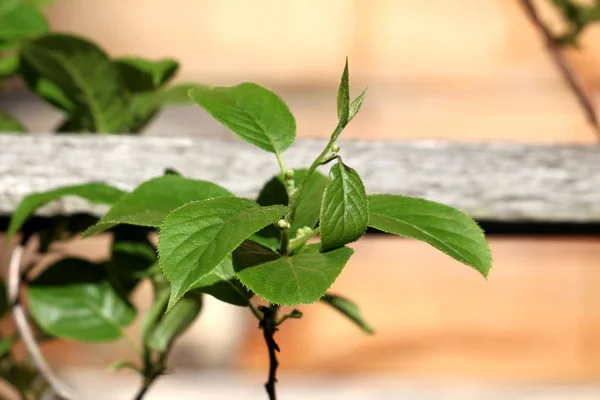 Hardy Kiwi Actinidia Arguta Perennial Vine Dark Green Leathery Leaves — Stock Photo, Image