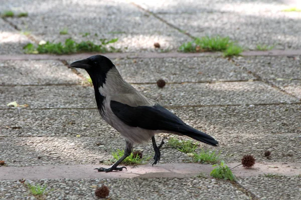 Kapüşonlu Karga Veya Corvus Cornix Veya Hoodie Gri Siyah Küçük — Stok fotoğraf