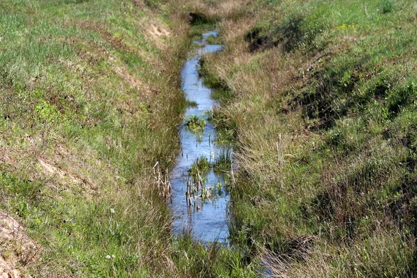 Sıcak güneşli bahar gününde kesilmemiş kısmen kurutulmuş otlarla çevrili yerel ormanda akan dar berrak su akışı