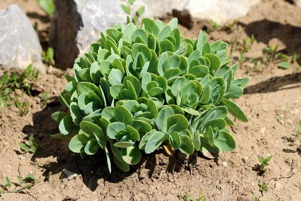 Sedum Stonecrop 坚硬的多汁地面覆盖多年生绿色植物 在温暖的春日 当地花园中种植了厚厚的多汁叶子和肉质茎 周围环绕着岩石和干燥的土壤 — 图库照片
