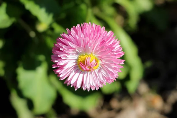 Einzelne Vollständig Offen Blühende Gänseblümchen Oder Bellis Perennis Oder Englische — Stockfoto