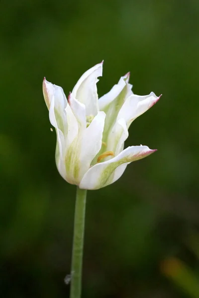Single white with green stripes tulip starting to open and bloom on dark green background planted in local garden on warm sunny spring day
