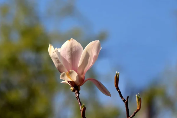 Single White Light Purple Petals Magnolia Flower Top Tree Branch — Stock Photo, Image
