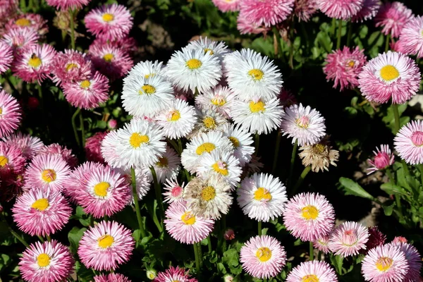 一小束常见的雏菊或贝利斯长尼 或英国雏菊或草甸雏菊或草坪雏菊多年生植物与白色和粉红色的浮柏像花与黄色中心生长在当地花园温暖阳光明媚的春天 — 图库照片