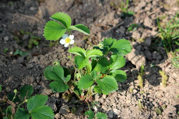 Strawberry or Garden strawberry plant with pure white flowers surrounded with dark green leaves and dry soil planted in local garden on warm sunny spring day