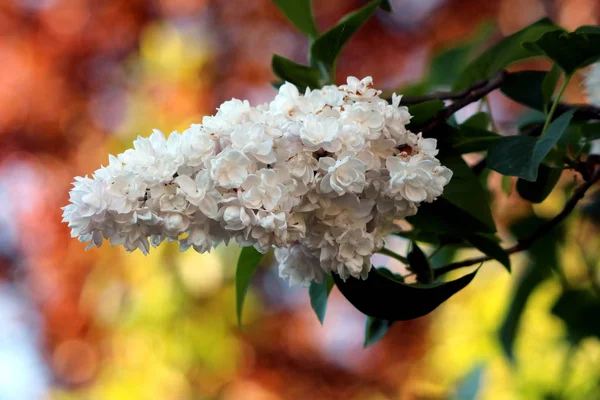 夏季丁香或Budleia Davidii或蝴蝶树或橙眼开花植物与完全开放绽放的白色花在单金字塔尖上包围与深绿色的叶子在当地花园温暖阳光明媚的春天 — 图库照片