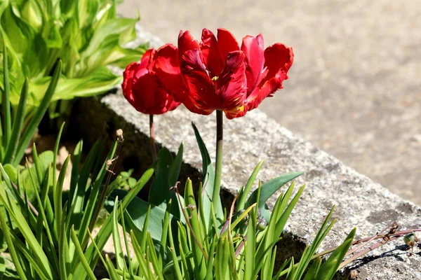 Two bright red with small yellow details jagged tulips surrounded with dark green leaves and other plants in local garden next to concrete steps on warm sunny spring day