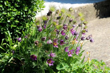 Pulsatilla vulgaris veya Pasque çiçekler veya Pasqueflowers veya Avrupa pasqueflowers veya Danimarkalılar kan otsu çok yıllık çiçekli bitkiler koyu menekşe çiçekleri ve kıllı ipeksi beyaz tohum kafaları yoğun yerel bahçede dikilen ile geri görünümü